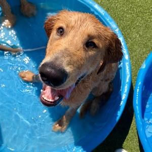 Meet your Posher, Harry